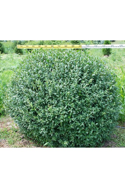 Бирючина звичайна Атровіренс - Куля ком50кг/вис.120-140см/Ø120-140см